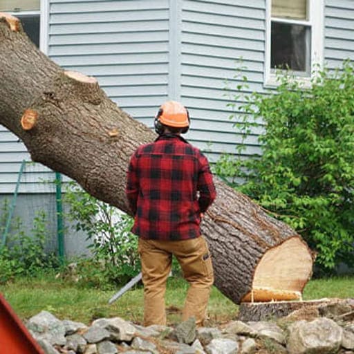 Sri-Anjaneya-Treecutting-Services-Gallery1