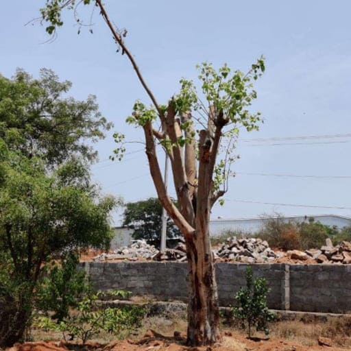 Sri-Anjaneya-Treecutting-Services-Gallery11