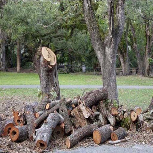 Sri-Anjaneya-Treecutting-Services-Gallery19