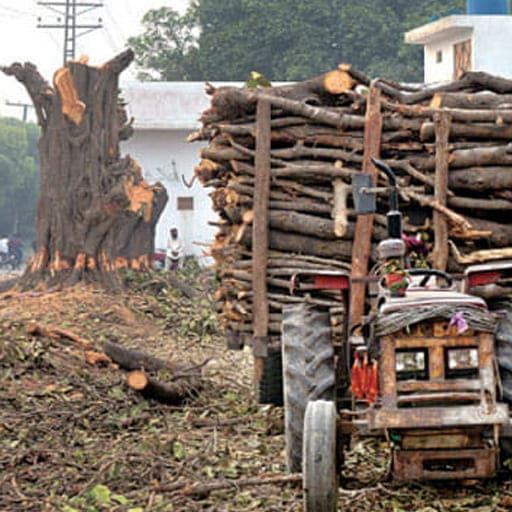 Sri-Anjaneya-Treecutting-Services-Gallery2