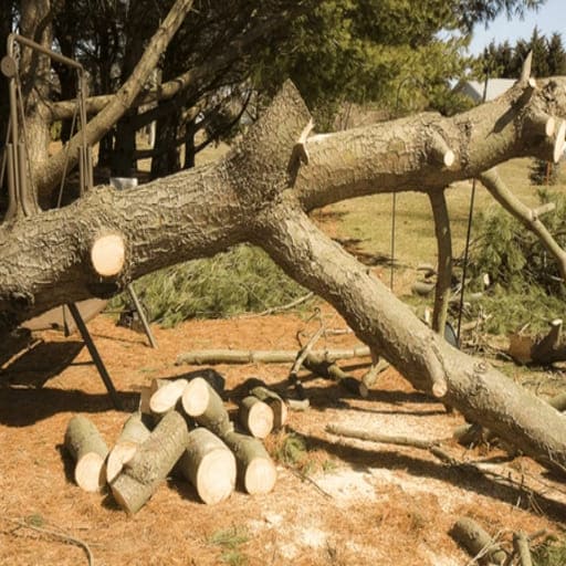 Sri-Anjaneya-Treecutting-Services-Gallery5