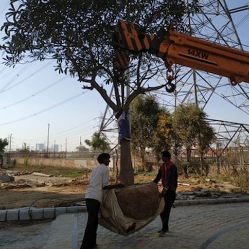 Sri-Anjaneya-Treecutting-Services-Gallery7